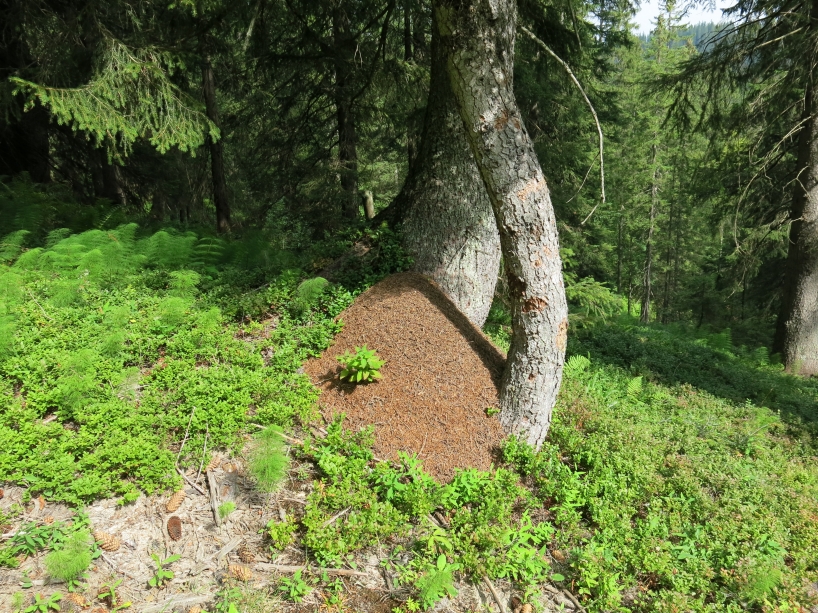 In Sonderwaldreservaten wird der Lebensraum gezielt aufgewertet und meistens aufgelichtet. Davon profitieren wärmeliebende Arten wie die geschützten Waldameisen im Waldreservat Amden.